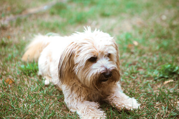 portrait of young white tibetan terrier puppy dog