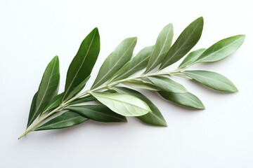 Fototapeta premium Fresh olive branch with green leaves on a white background in a natural light studio shot