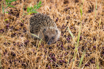Hedgehog foraging in dry grass and berries
