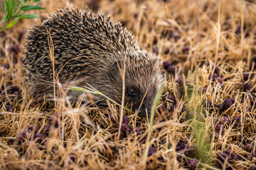 Hedgehog foraging for berries in dry grass