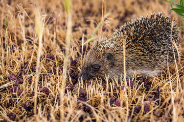 Hedgehog foraging for berries in dry grass