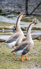 Two geese walking together in a natural outdoor setting