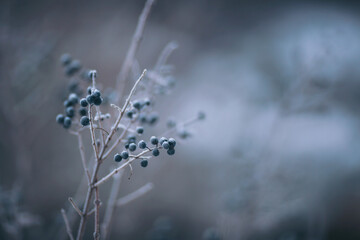 Delicate berries draped in frost stand resilient against a soft winter backdrop, exuding a serene...