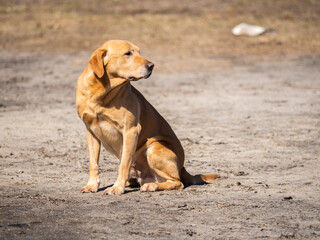 Labrador Retriever demonstration at the Southeastern Wildlife Festival in Charleston, SC. 