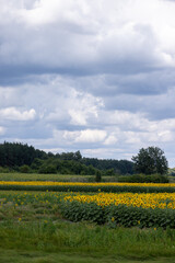 Sunflower field blooming under cloudy sky in summer