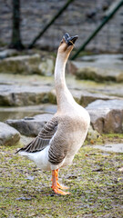 Goose stretching its long neck