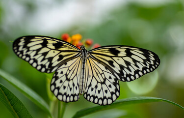 Idea leuconoe, also known as the Paper Kite Butterfly, Rice Paper butterfly, and Large Tree Nymph.