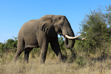 Fototapeta premium Afrikanischer Elefant / African elephant / Loxodonta africana