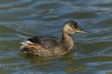 水面に浮くカイツブリ
