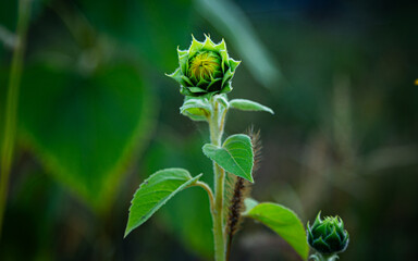 A small sunflower grows in a field