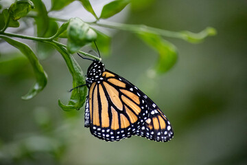 The Monarch Butterfly or simply Monarch (Danaus plexippus).
