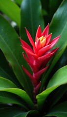 Richly colored Bromeliad flowers amidst lush green leaves, tropical, leaves, bromeliads