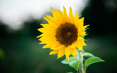 A small sunflower grows in a field