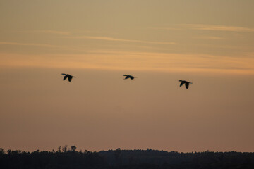 Aves en el cielo