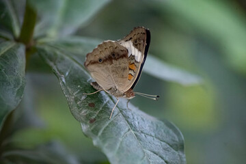 Anartia jatrophae, the White Peacock butterfly.