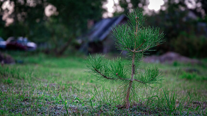 A small pine tree grows in a clearing, rich colors