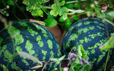 Two small watermelons are lying in the grass