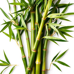 Vibrant Green Bamboo Stalks in Cluster [с пробелами] on White Background