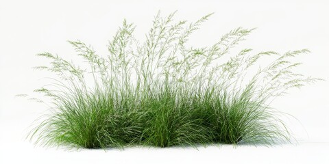 A bunch of tall, green grass placed on a clean white background
