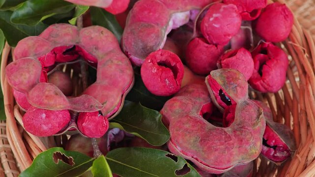 Manila tamarind