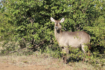 Wasserbock / Waterbuck / Kobus ellipsiprymnus
