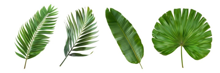 Set of tropical leaves isolated on white background