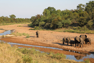 Afrikanischer Elefant im Tsendze River/ African elephant in Tsendze River / Loxodonta africana.
