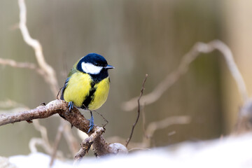 A great tit (Parus major) foraging for food on a branch during winter, surrounded by a frosty and snowy environment.