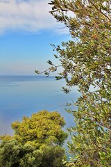 to the sea from behind an olive tree, olive tree on a hillside above the sea, Greek views