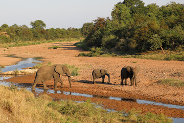 Afrikanischer Elefant im Tsendze River/ African elephant in Tsendze River / Loxodonta africana.
