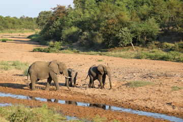 Afrikanischer Elefant im Tsendze River/ African elephant in Tsendze River / Loxodonta africana.