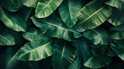 Obraz premium Luxurious tropical leaves pattern with rich banana leaves and palm fronds, detailed wallpaper design in deep green tones and subtle highlights