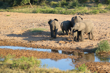 Obraz premium Afrikanischer Elefant / African elephant / Loxodonta africana