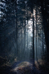 Mystical Forest Path – Sunbeams and Shadows.