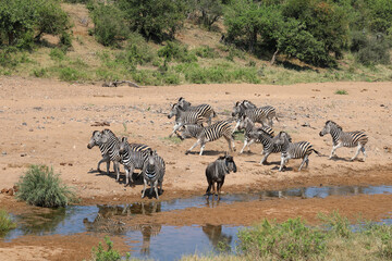 Streifengnu und Steppenzebra / Blue wildebeest and Burchell's zebra/ Connochaetes taurinus et Equus...