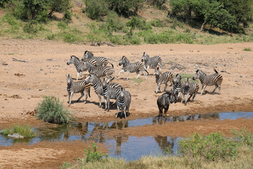 Streifengnu und Steppenzebra / Blue wildebeest and Burchell's zebra/ Connochaetes taurinus et Equus burchellii.