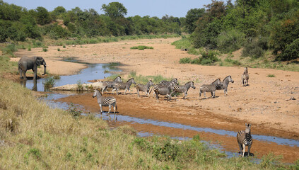 Afrikanischer Elefant und Steppenzebra im Tsendze River/ African elephant  and Burchell's zebra in...