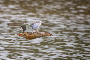 Shoveler duck flying low over lake surface in Wiltshire, UK on 1 February 2025