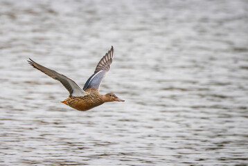 Shoveler duck flying low over lake surface in Wiltshire, UK on 1 February 2025