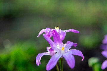 Fototapeta premium Beautiful pink purple Chionodoxa flower close-up. Primrose. Early flowers