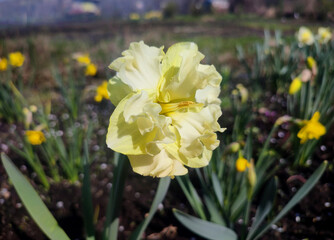 Large large yellow narcissus flower green stem green leaves growing black ground