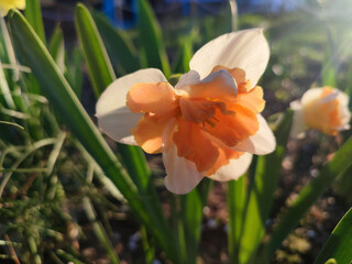 Fototapeta premium Narcissus close up. Beautiful flower with white orange petals, stamens