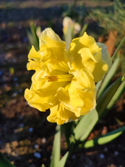 Fototapeta premium Large large yellow narcissus flower green stem green leaves growing black ground
