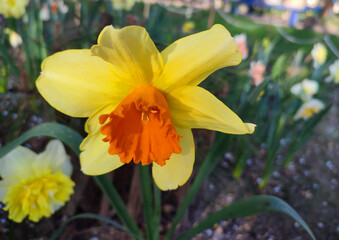 Narcissus close up. Beautiful flower with white orange petals, stamens