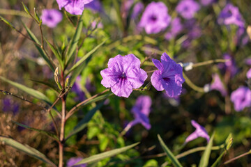 Obraz premium purple ruellia tuberosa flowers in nature in the sunset light