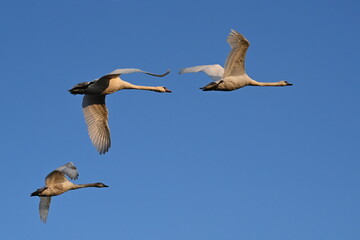 Ptactwo. Przeloty, przegrupowania czasie przedwiośnia na rzece Wiśle okolice Bydgoszczy. © grzegorz