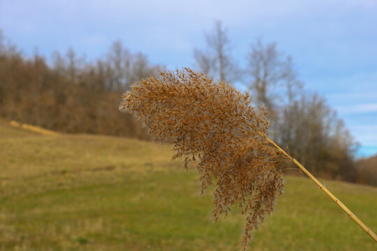 texture of branch of pampas grass in a field