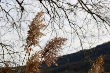 branches of dry  pampas grass in nature