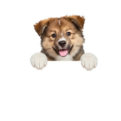 Adorable Puppy Peeking Over a Blank Sign
