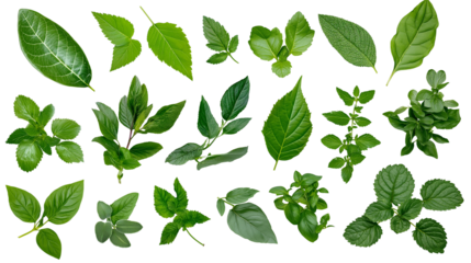 Organic fresh green leaves and herbs, top-down view, perfect for eco branding, bright natural lighting, white background, isolated PNG